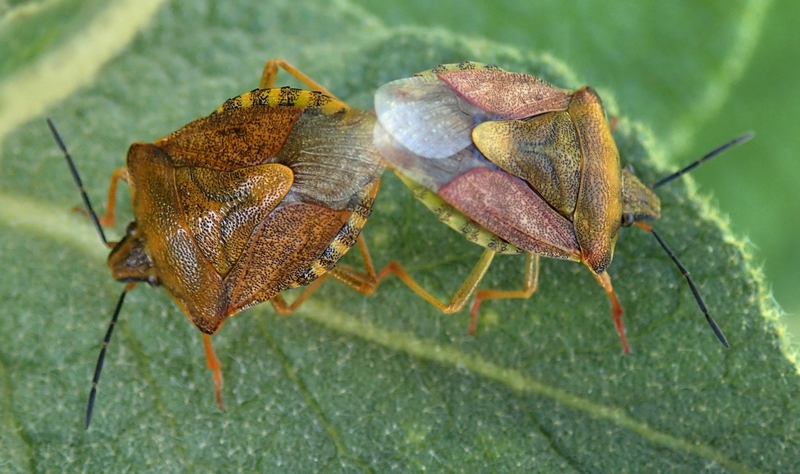 Carpocoris